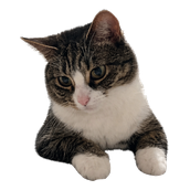 Maomao leaned in much closer. Give her another pet.